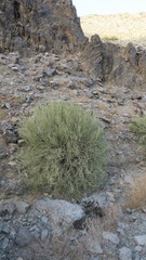 Euphorbia larica