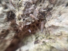 Brachypodella speluncae