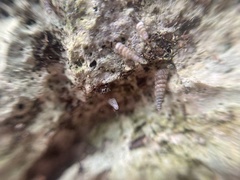 Brachypodella speluncae