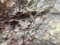 Brachypodella speluncae