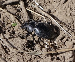 Calosoma luxatum
