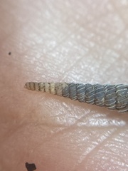 Brachypodella speluncae