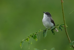 Serpophaga hypoleuca