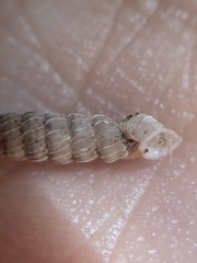 Brachypodella speluncae