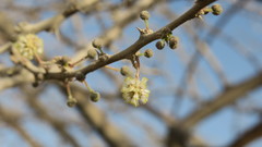 Vachellia tortilis