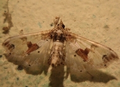 Leucinodes orbonalis