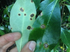 Puccinia coprosmae
