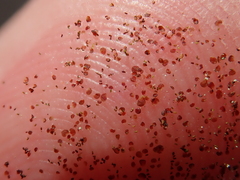 Frullania fragilifolia