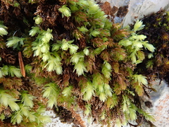 Mnium thomsonii