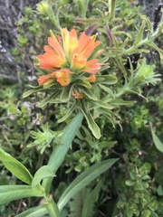 Castilleja latifolia
