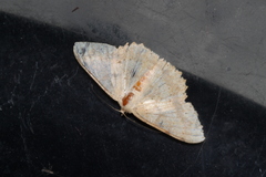 Luxiaria emphatica