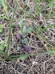 Emilia sonchifolia image