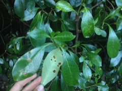 Puccinia coprosmae
