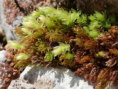 Mnium thomsonii