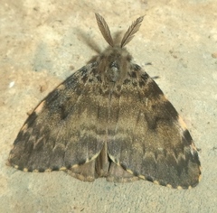 Lymantria ampla