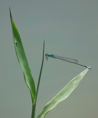 Pseudagrion australasiae