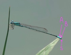 Pseudagrion australasiae