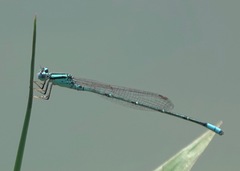 Pseudagrion australasiae