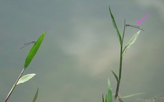 Pseudagrion australasiae