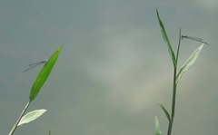 Pseudagrion australasiae