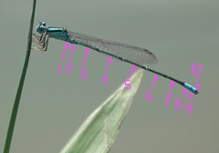 Pseudagrion australasiae