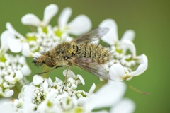 Conophorus virescens