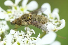 Conophorus virescens