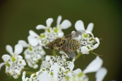 Conophorus virescens