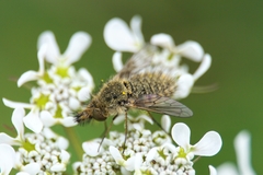 Conophorus virescens