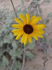Helianthus niveus