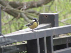 Parus major