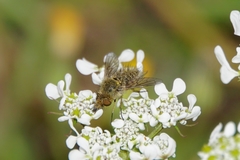 Conophorus virescens