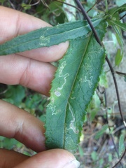 Stigmella ogygia