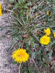 Taraxacum officinale