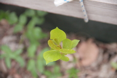 Prunus