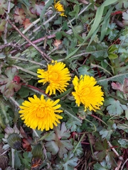 Taraxacum officinale