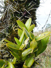 Epidendrum latilabre