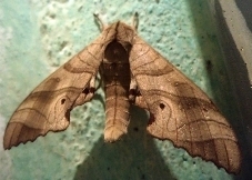 Marumba dyras