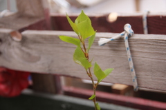 Prunus