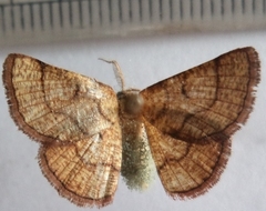 Cacochloris uvidula