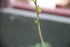 Prunus