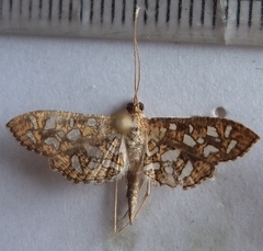 Nausinoe geometralis