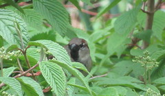 Passer domesticus