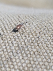 Nemonychidae