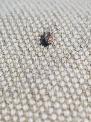 Nemonychidae