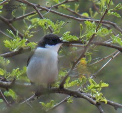 Ficedula hypoleuca hypoleuca
