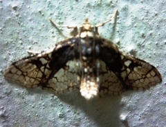 Omphisa anastomosalis