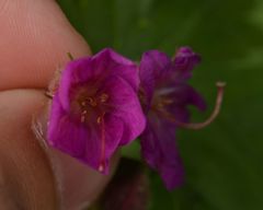 Geranium macrorrhizum