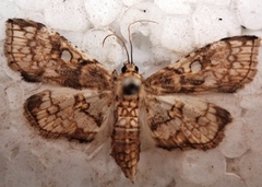 Omphisa anastomosalis