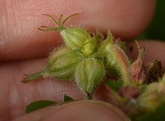 Geranium macrorrhizum